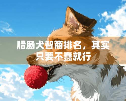 腊肠犬智商排名，其实只要不蠢就行