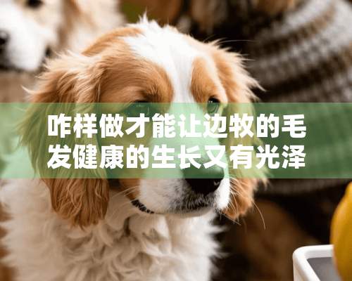 咋样做才能让边牧的毛发健康的生长又有光泽呢？