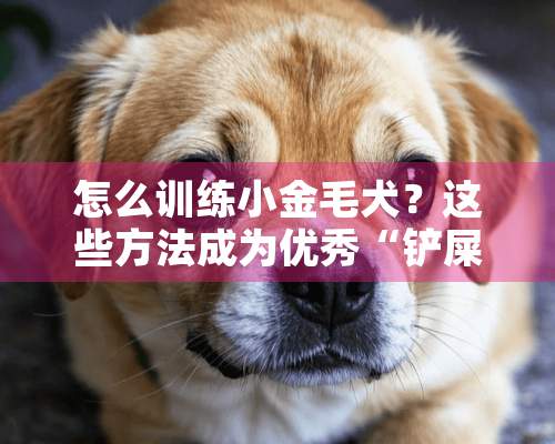 怎么训练小金毛犬？这些方法成为优秀“铲屎官”