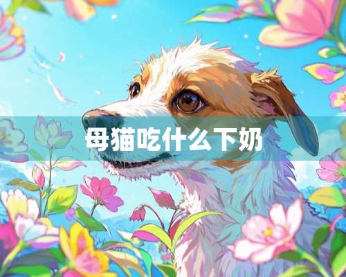 母猫吃什么下奶