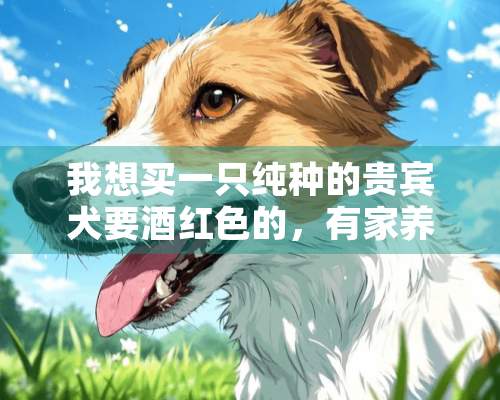 我想买一只纯种的贵宾犬要酒红色的，有家养的最好