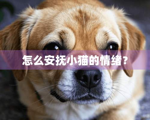 怎么安抚小猫的情绪？