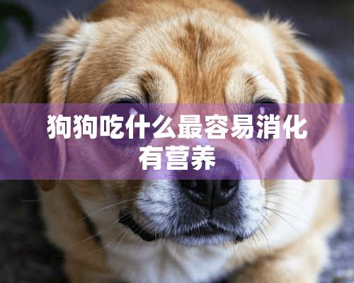 狗狗吃什么最容易消化有营养