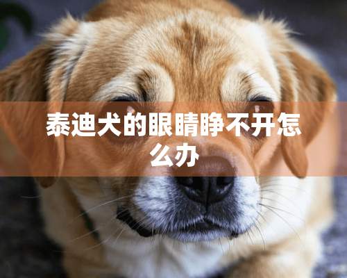 泰迪犬的眼睛睁不开怎么办