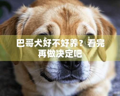 巴哥犬好不好养？看完再做决定吧