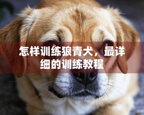 怎样训练狼青犬，最详细的训练教程