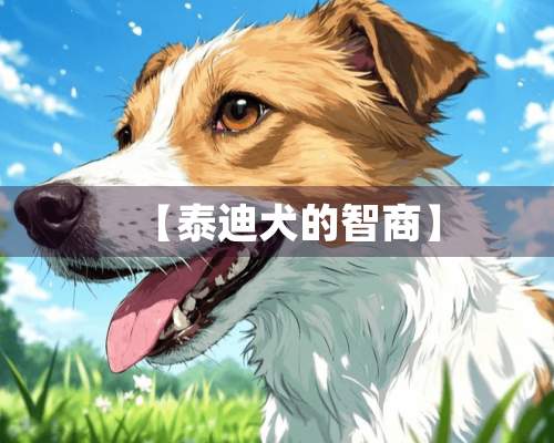 【泰迪犬的智商】