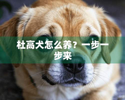 杜高犬怎么养？一步一步来