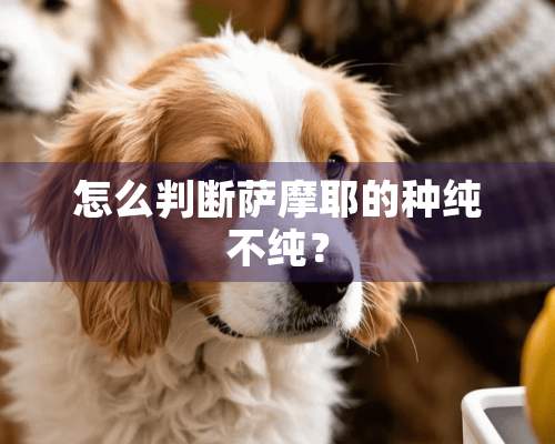 怎么判断萨摩耶的种纯不纯？