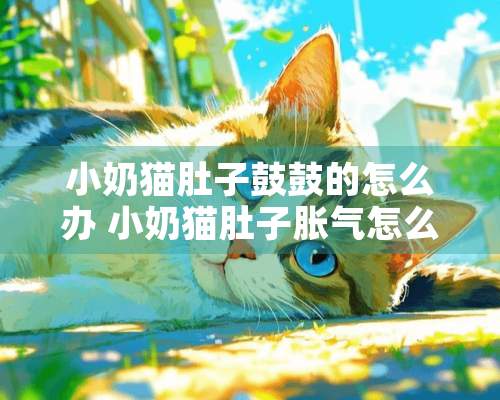 小奶猫肚子鼓鼓的怎么办 小奶猫肚子胀气怎么回事