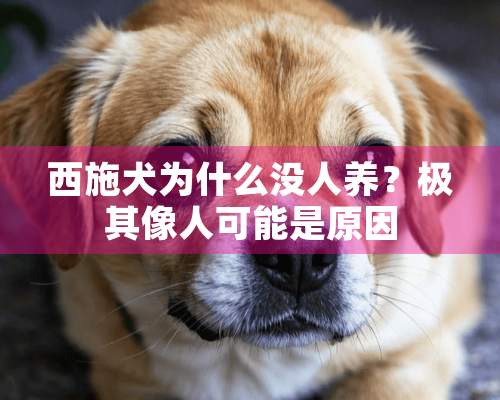 西施犬为什么没人养？极其像人可能是原因