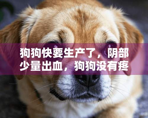 狗狗快要生产了，*部少量出血，狗狗没有疼痛等反应，怎么回事？急！