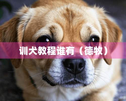 训犬教程谁有（德牧）