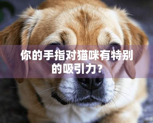 你的手指对猫咪有特别的吸引力？