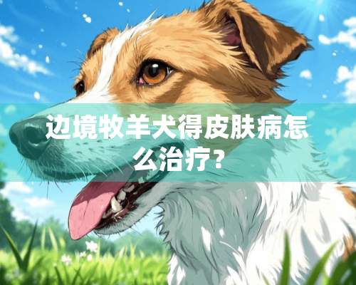 边境牧羊犬得皮肤病怎么治疗？