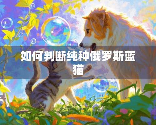 如何判断纯种俄罗斯蓝猫