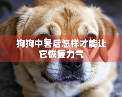 狗狗中暑后怎样才能让它恢复力气