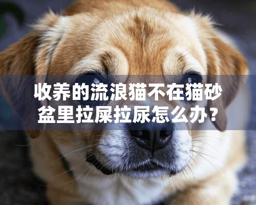 收养的流浪猫不在猫砂盆里拉屎拉尿怎么办？