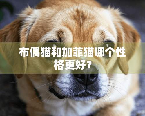 布偶猫和加菲猫哪个性格更好？