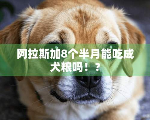 阿拉斯加8个半月能吃成犬粮吗！？