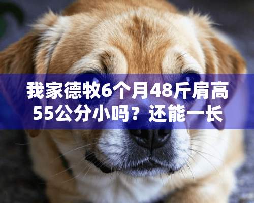 我家德牧6个月48斤肩高55公分小吗？还能一长吗？谢了