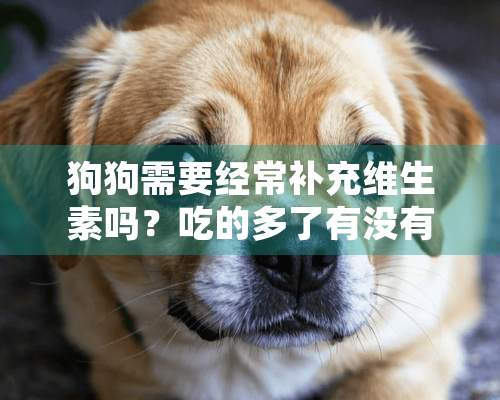 狗狗需要经常补充维生素吗？吃的多了有没有副作用呢？