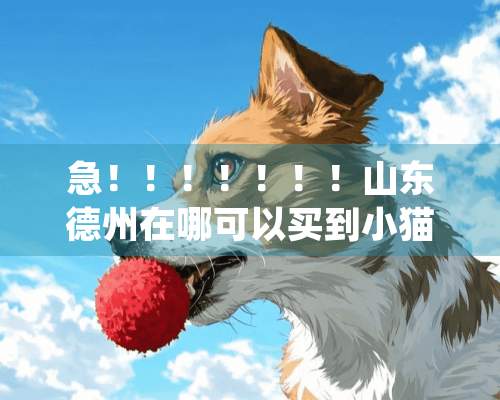 急！！！！！！！山东德州在哪可以买到小猫，准确位置