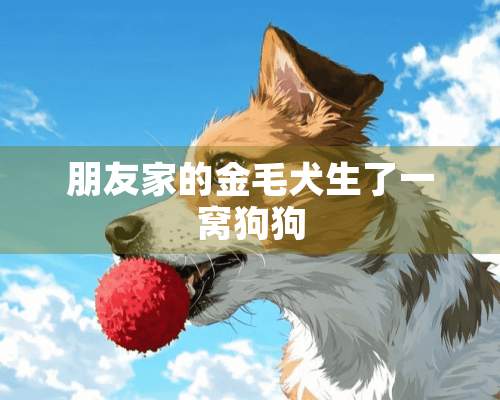 朋友家的金毛犬生了一窝狗狗