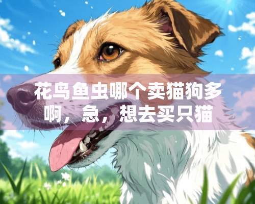 花鸟鱼虫哪个卖猫狗多啊，急，想去买只猫