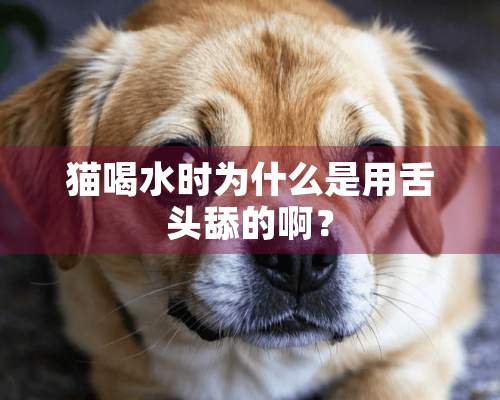 猫喝水时为什么是用舌头舔的啊？