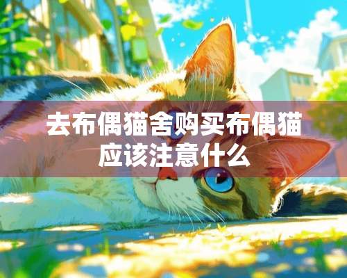 去布偶猫舍购买布偶猫应该注意什么