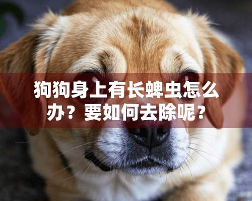 狗狗身上有长蜱虫怎么办？要如何去除呢？