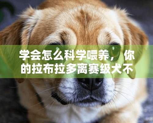 学会怎么科学喂养， 你的拉布拉多离赛级犬不远了