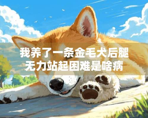 我养了一条金毛犬后腿无力站起困难是啥病