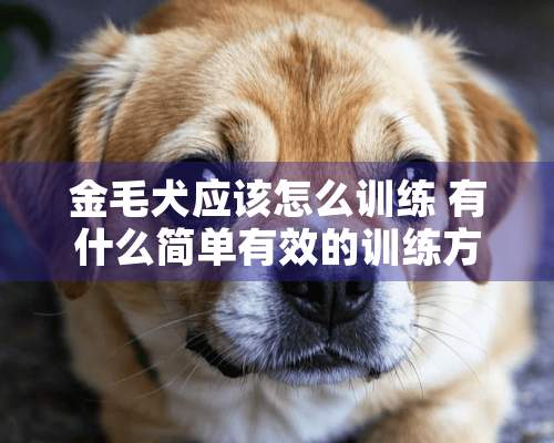 金毛犬应该怎么训练 有什么简单有效的训练方法？