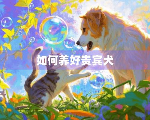 如何养好贵宾犬