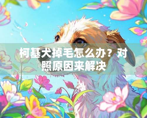 柯基犬掉毛怎么办？对照原因来解决