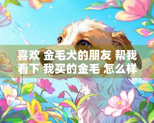 喜欢 金毛犬的朋友 帮我看下 我买的金毛 怎么样 700元买的 8个月了