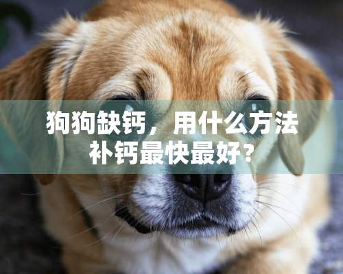 狗狗缺钙，用什么方法补钙最快最好？