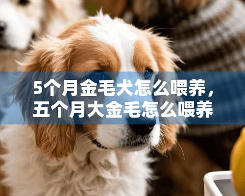 5个月金毛犬怎么喂养，五个月大金毛怎么喂养