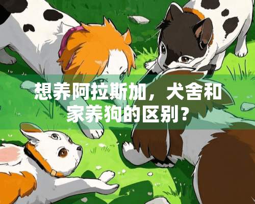 想养阿拉斯加，犬舍和家养狗的区别？