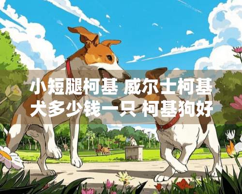 小短腿柯基 威尔士柯基犬多少钱一只 柯基狗好养吗