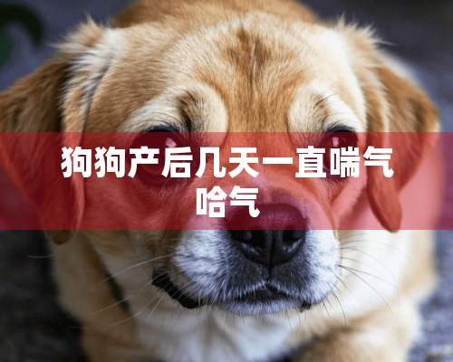 狗狗产后几天一直喘气哈气