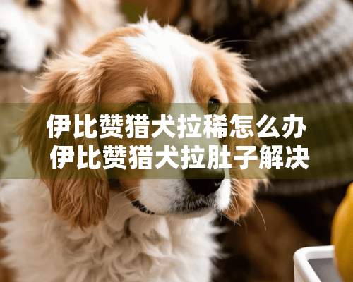 伊比赞猎犬拉稀怎么办 伊比赞猎犬拉肚子解决方法