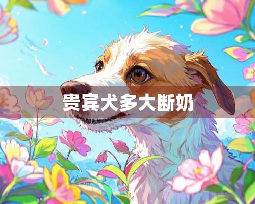 贵宾犬多大断奶