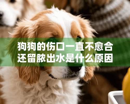 狗狗的伤口一直不愈合还留脓出水是什么原因