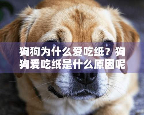 狗狗为什么爱吃纸？狗狗爱吃纸是什么原因呢？