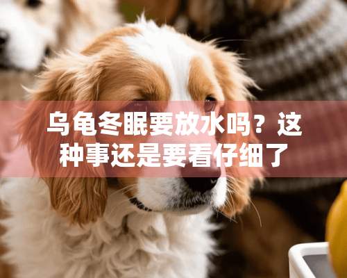 乌龟冬眠要放水吗？这种事还是要看仔细了