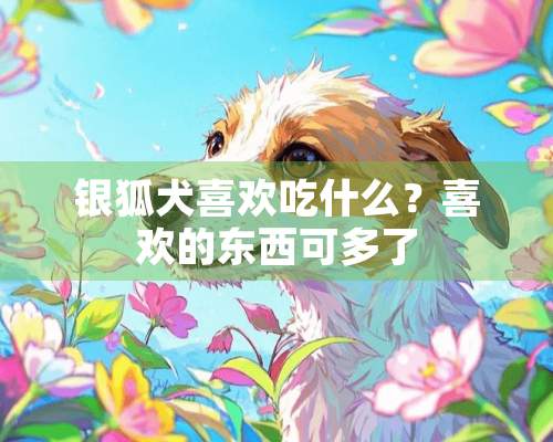 银狐犬喜欢吃什么？喜欢的东西可多了