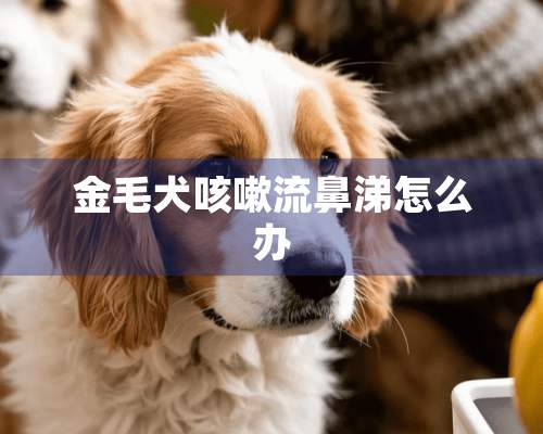 金毛犬咳嗽流鼻涕怎么办